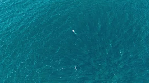 Breaching Whale Leaps Out of the Ocean with Big Splash Stock Footage 318948563