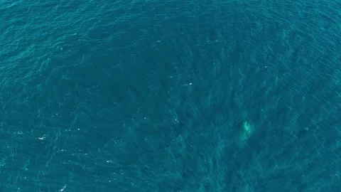 Breaching Whale Leaps Out of the Ocean with Big Splash Stock Footage 318948584
