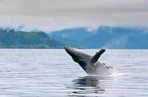 Breaching whale Stock Photos
