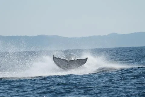 Breaching Whale Stock Photos