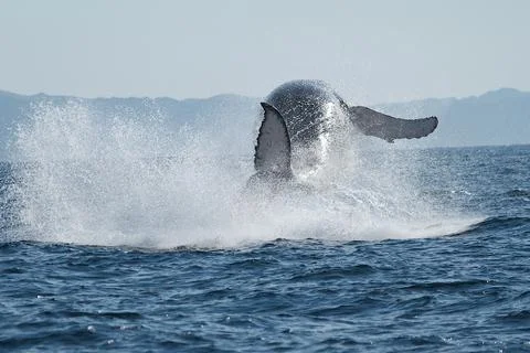 Breaching Whale Stock Photos
