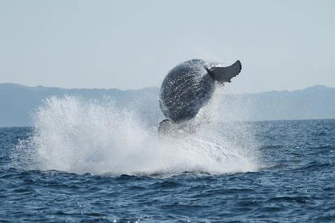 Breaching Whale Stock Photos