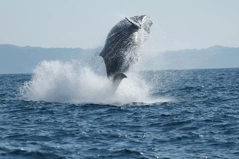 Breaching Whale Stock Photos