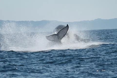 Breaching Whale Stock Photos