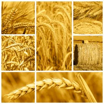 Bread and cereals Stock Photos