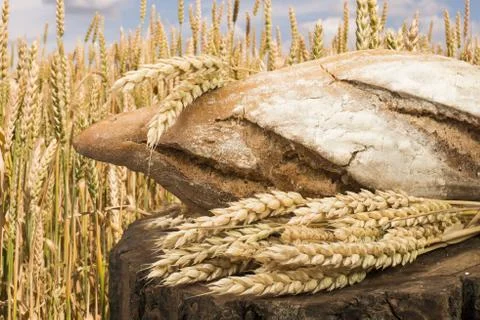 Bread and wheat cereal crops. Stock Photos