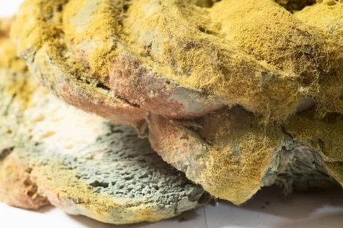 Bread with bacterium of mold . Macro photography Foto stock