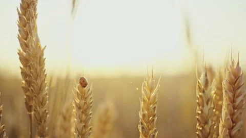 Bread beetle and ladybug on spikelets of wheat. Wheat field. Ears of golden Stock Footage 160991240