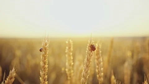Bread beetle and ladybug on spikelets of wheat. Wheat field. Ears of golden Stock Footage 160991249
