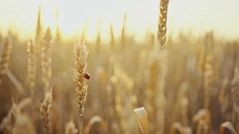 Bread beetle and ladybug on spikelets of wheat. Wheat field. Ears of golden Stock Footage 160991271