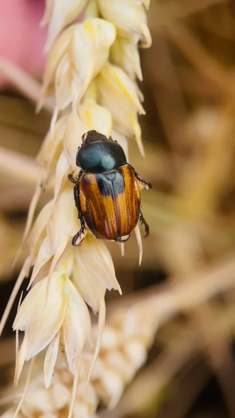 Bread beetle, anisoplia austriaca, Stock Footage 245101623
