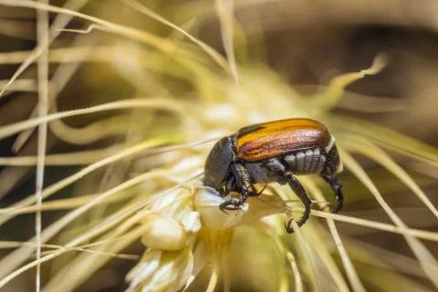Bread Beetle eats wheat ear. Insect pest of crops Grain Beetle close-up. Stock Photos