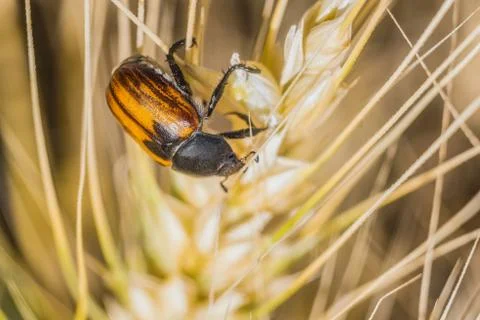 Bread Beetle eats wheat ear. Insect pest of crops Grain Beetle close-up. Stock Photos
