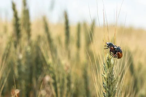 Bread Beetle eats wheat ear. Insect pest of crops Grain Beetle close-up. Stock Photos
