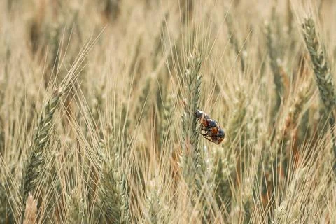 Bread Beetle eats wheat ear. Insect pest of crops Grain Beetle close-up. Stock Photos