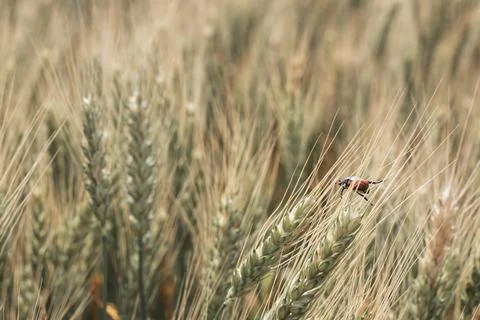 Bread Beetle eats wheat ear. Insect pest of crops Grain Beetle close-up. Stock Photos