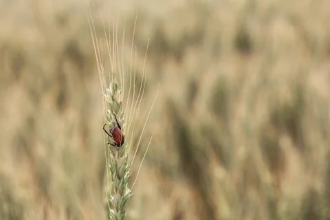 Bread Beetle eats wheat ear. Insect pest of crops Grain Beetle close-up. Stock Photos