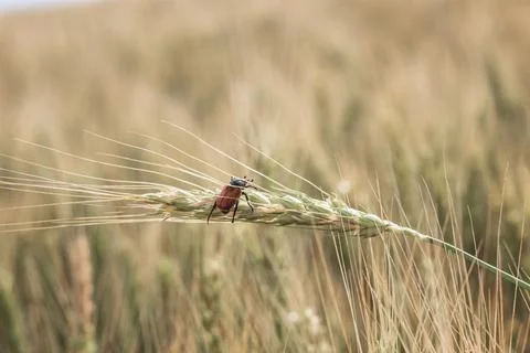 Bread Beetle eats wheat ear. Insect pest of crops Grain Beetle close-up. Stock Photos