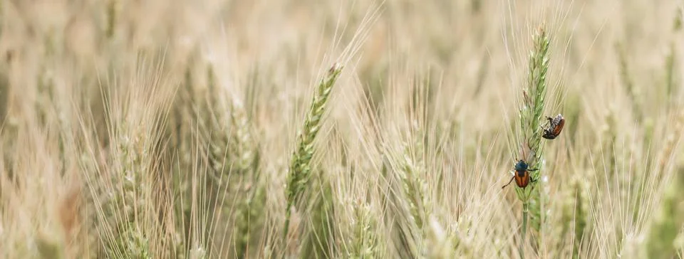 Bread Beetle eats wheat ear. Insect pest of crops Grain Beetle close-up. Stock Photos