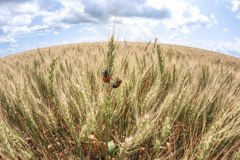 Bread Beetle eats wheat ear. Insect pest of crops Grain Beetle close-up. Stock Photos