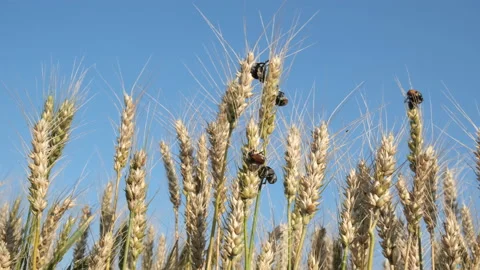 Bread beetle insects at wheat plants Stock Footage 133608323