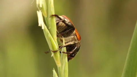 Bread beetle sits on green plants. Summer day field Stock Footage 141342313