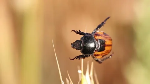 Bread beetle sits on plants. Stock Footage 139385099