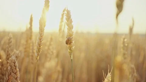 Bread beetle on spikelets of wheat. Wheat field. Ears of golden wheat close up Stock Footage 160991439