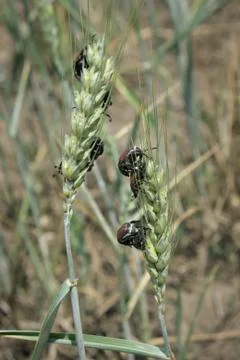 Bread beetle at wheat crop 库存照片