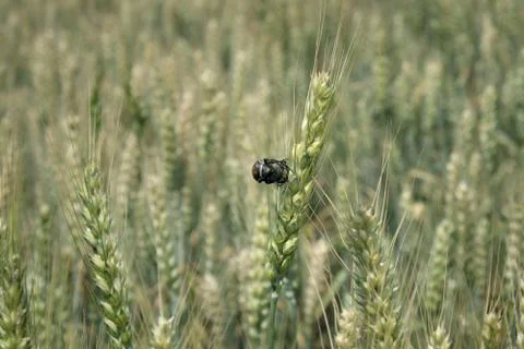 Bread beetle at wheat crop Фото