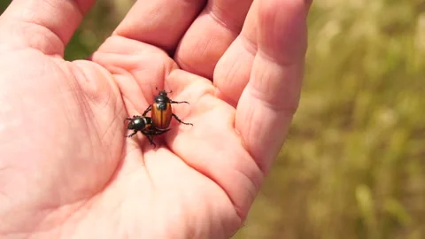 Bread beetles fly out of a man's palm. Summer day field Stock-Footage 141342115