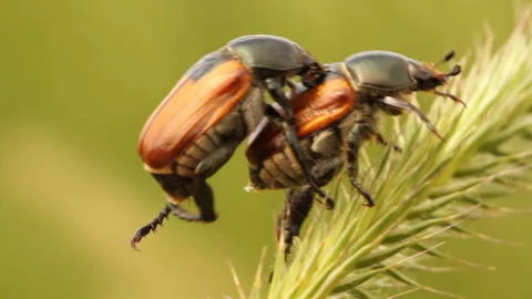 Bread beetles mate sits on green plants. Summer day field Stock Footage 141342273