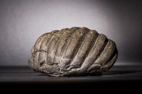 Bread with charcoal Stock Photos