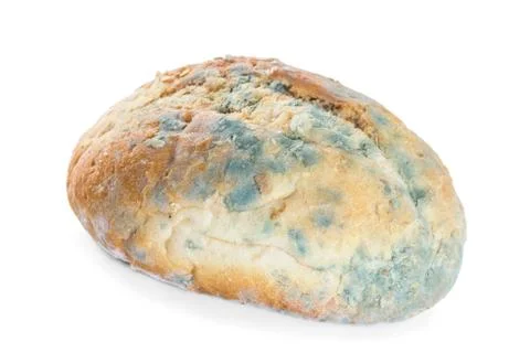 Bread covered in mold. isolate on white background Stock Photos