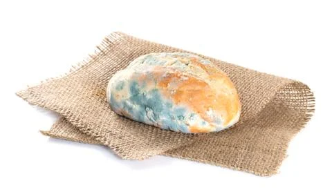 Bread covered in mold. isolate on white background Stock Photos
