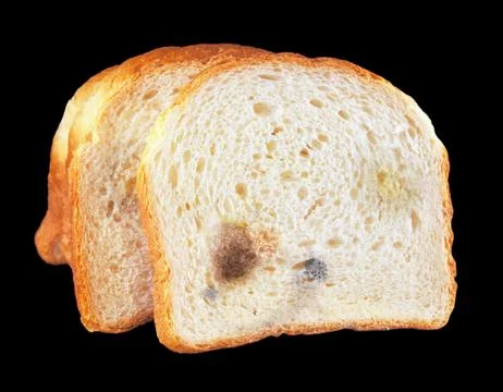 Bread, covered with mold Stock Photos