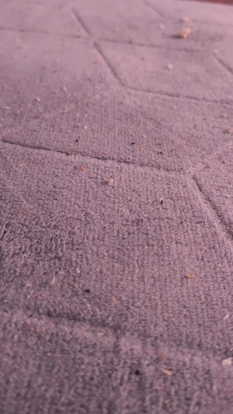 Bread crumbs, trash on the carpet on the floor in the house. House cleaning Stock Footage 315151478