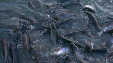 The bread to feed the fish in the river by nature Stock Footage 54028411