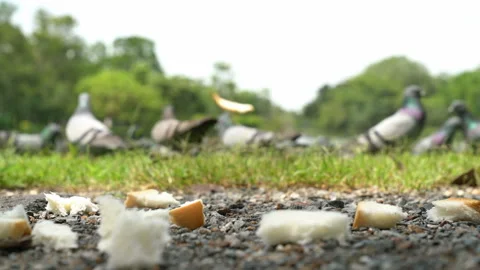 Bread on the floor with blur pigeons eat food background,slow motion Stock Footage 240385335
