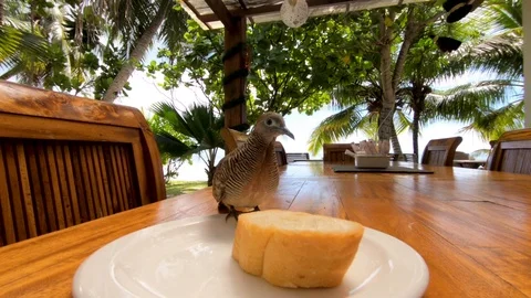 Bread. Stock Footage 101973933
