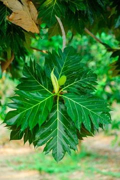 Bread fruit Breadfruit Bloom on Lush Foliage , Stock Photos