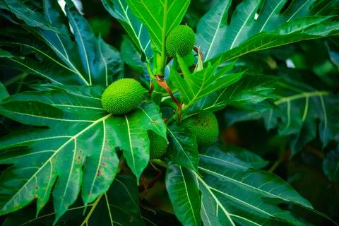 Bread fruit Breadfruit Bloom on Lush Foliage , Stock-Fotos