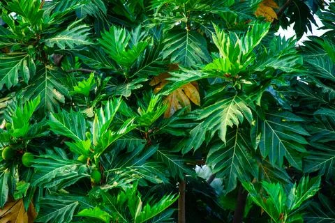 Bread fruit Breadfruit Bloom on Lush Foliage , Stock Photos
