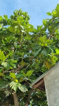 Bread fruit Breadfruit Bloom on Maldives , Stock Photos