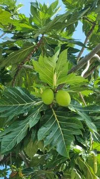 Bread fruit Breadfruit Bloom on Maldives , Stock Photos