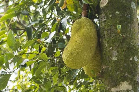 Bread Fruit In Jungle Close-up Photos