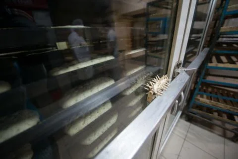 Bread goods from raw dough in proofing cabinets Stock Photos