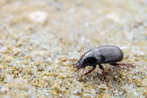 Bread grains ground beetle on the sand (Zabrus gibbus, Zabrus tenebrioides). Stock Photos