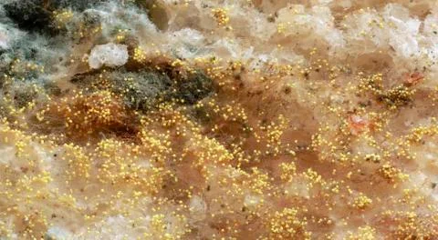 Bread Mold Background Stock Photos