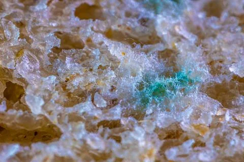 Bread mold. Beautiful mold. Mold spores, macro. Mold is light, yellow, tran.. Stock Photos